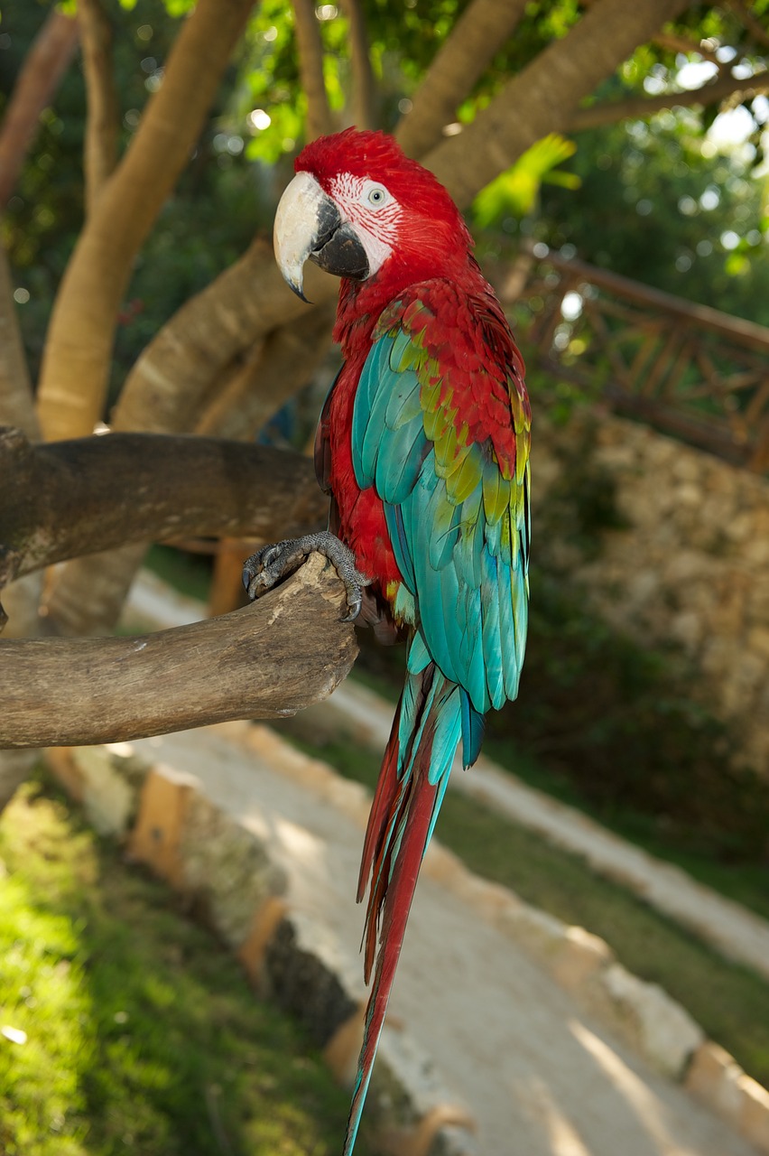 parrot bird red free photo