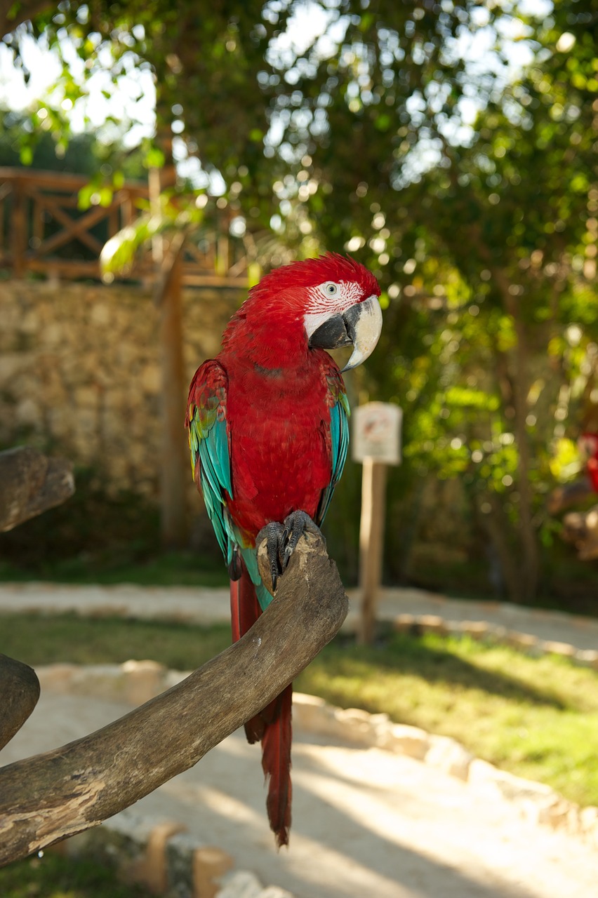 parrot bird red free photo