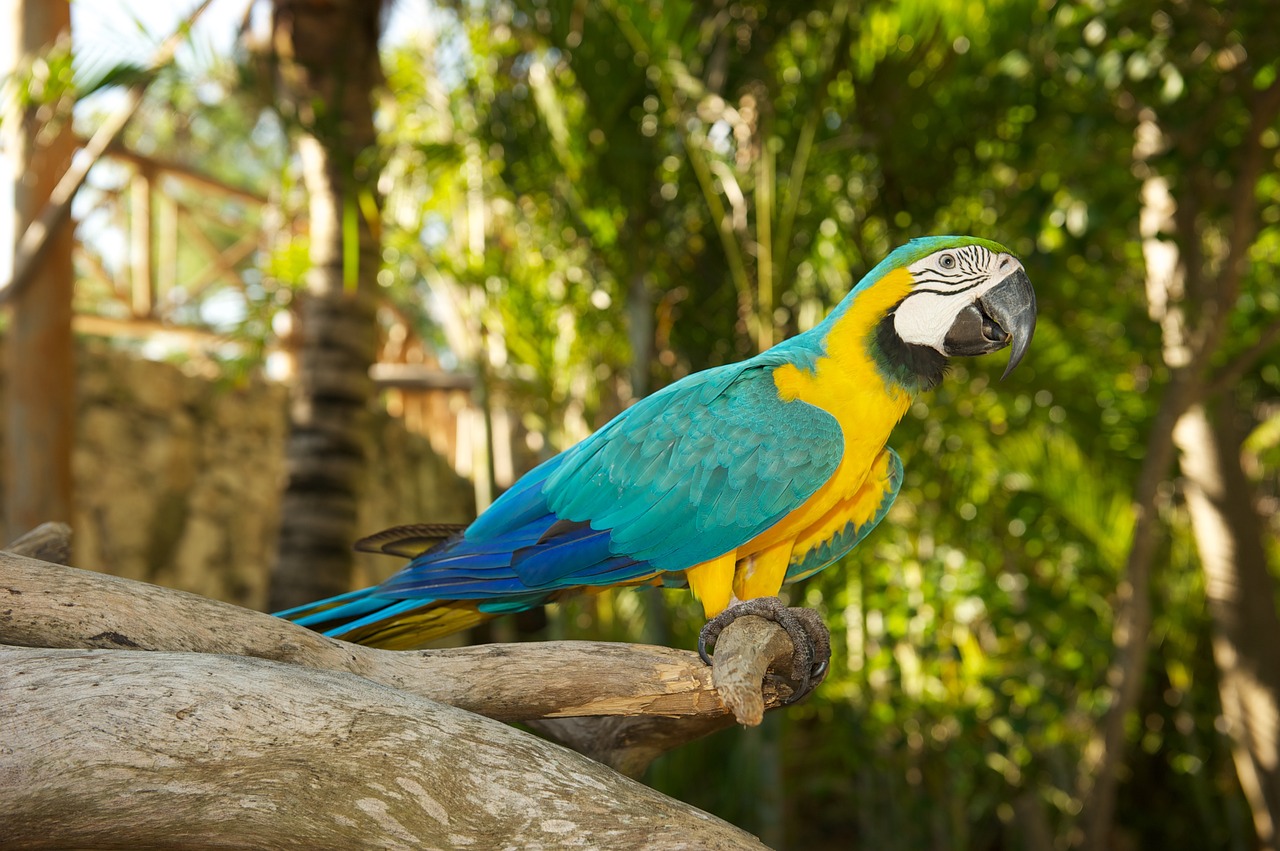 parrot bird tyrkisový free photo