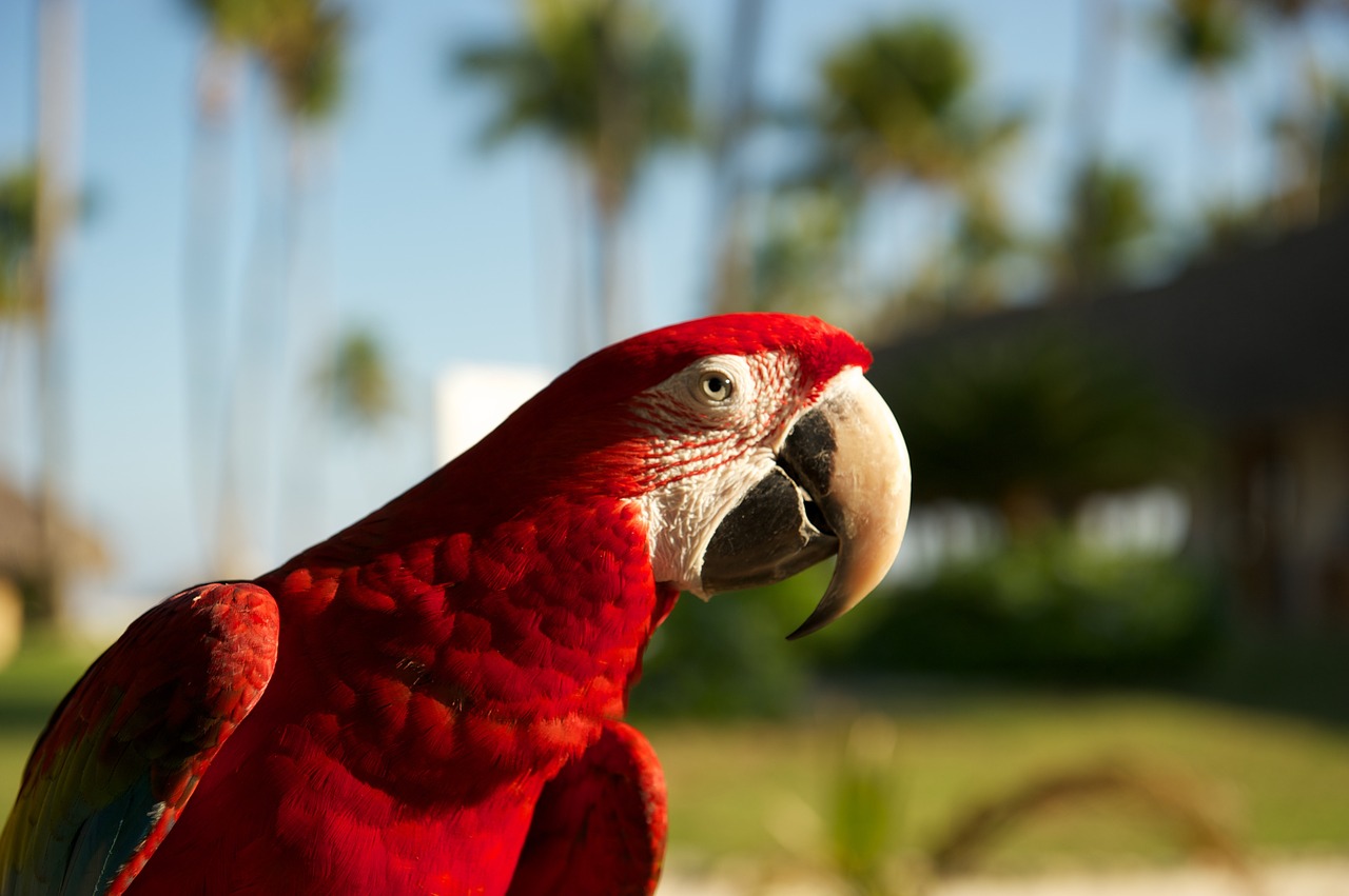 parrot bird red free photo