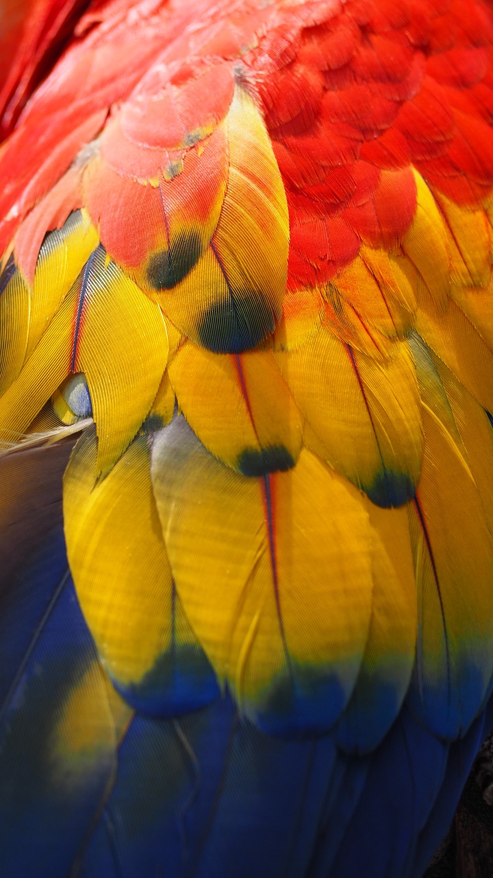 parrot bird animal free photo