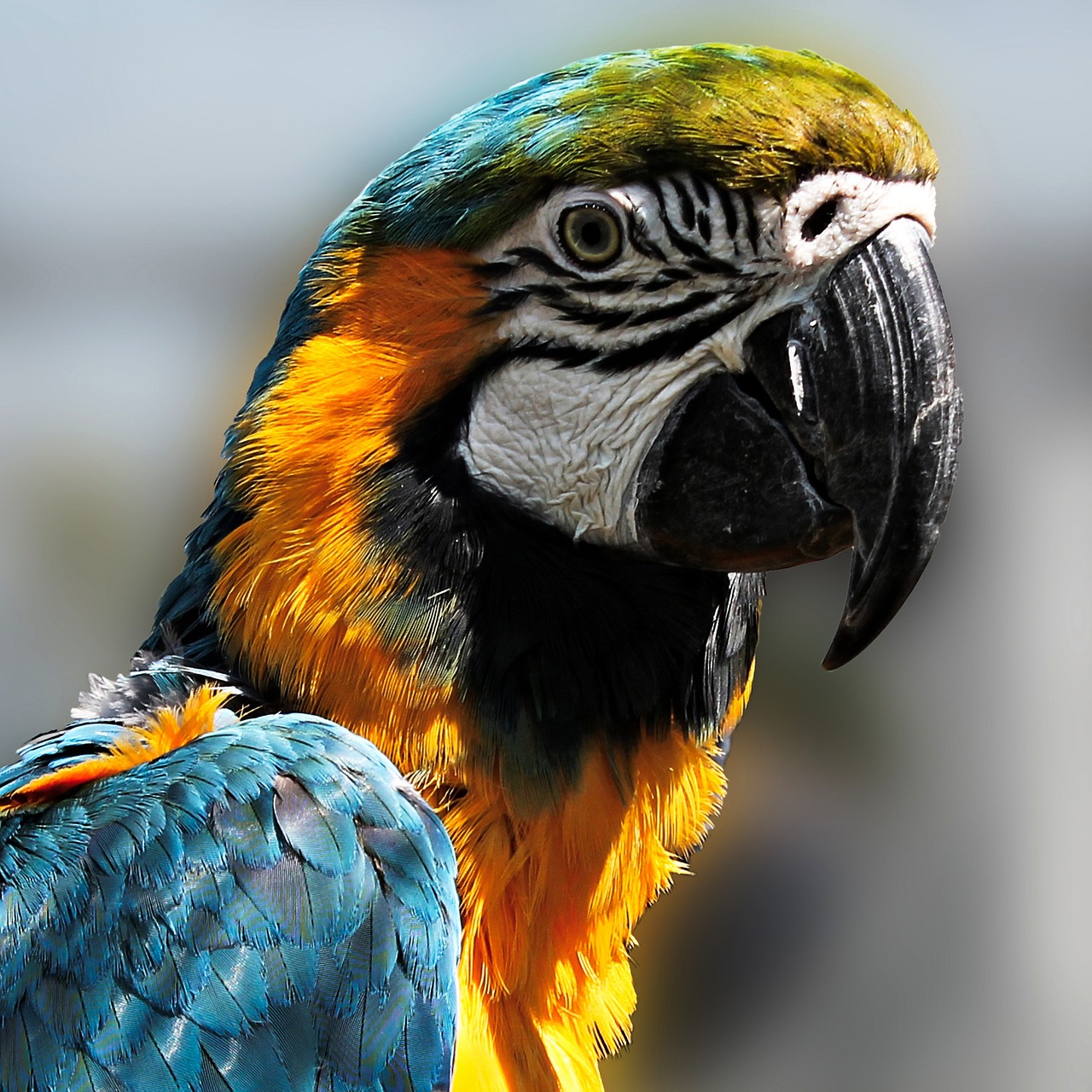 parrot bird ara free photo