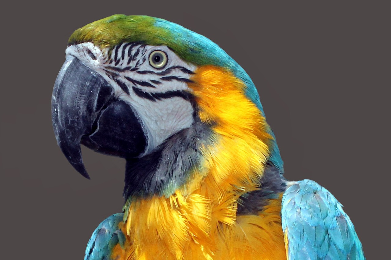 parrot ara bird free photo