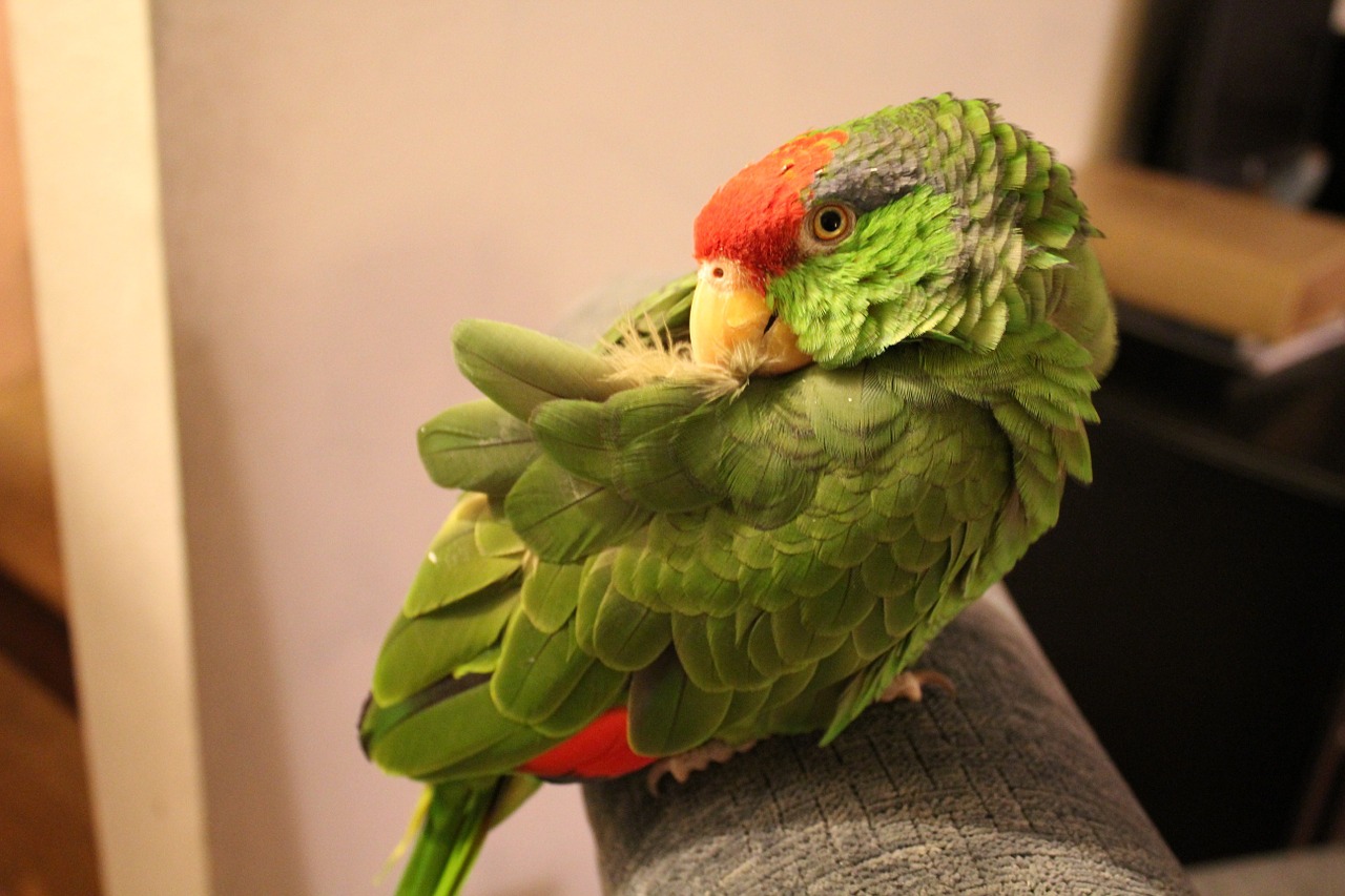 parrot pets exotic free photo
