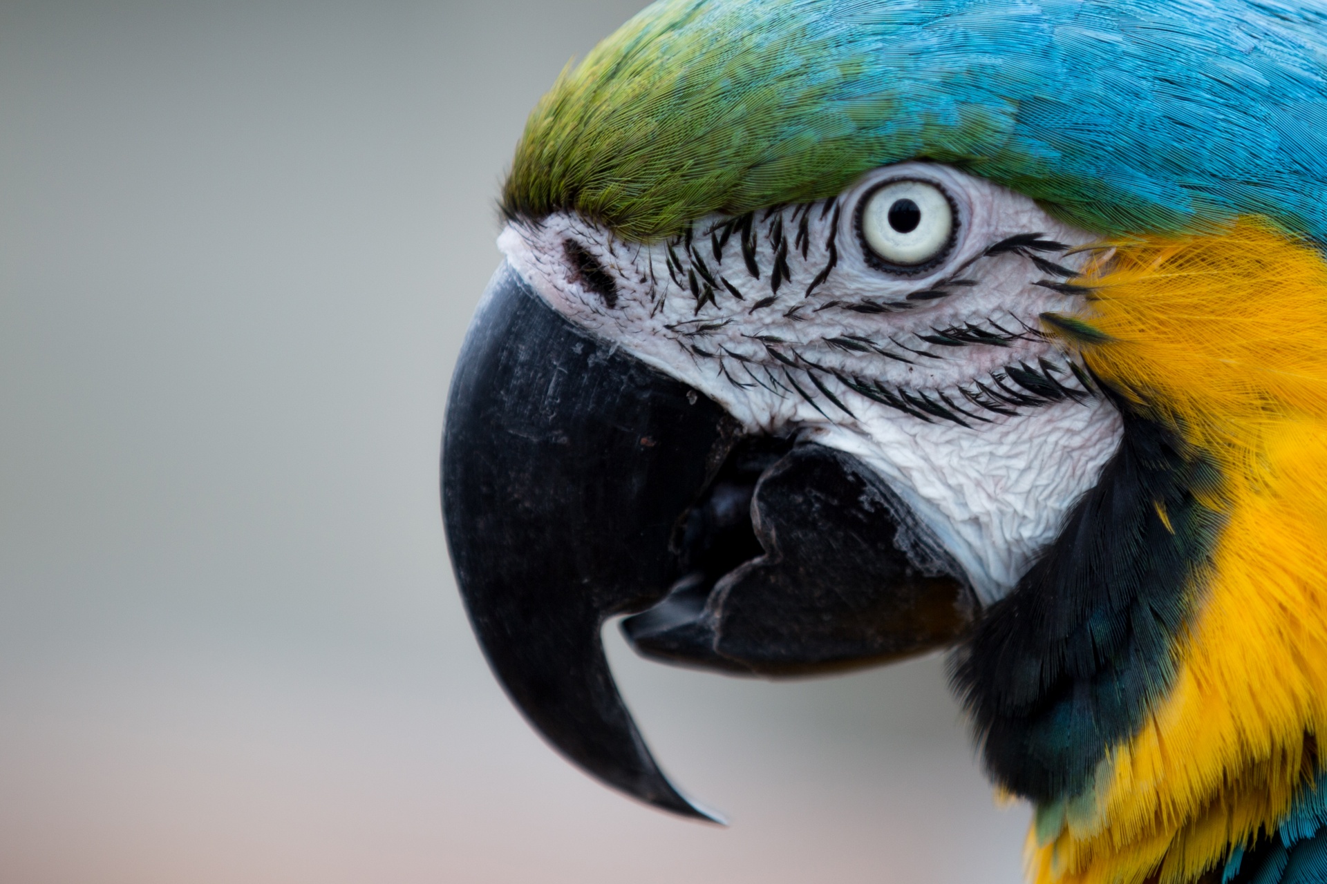 parot parrot bright free photo