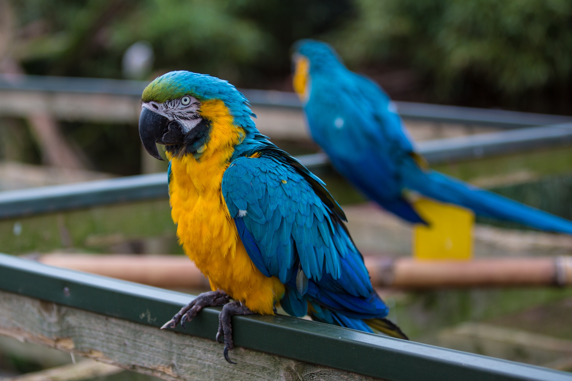 parot parrot bright free photo