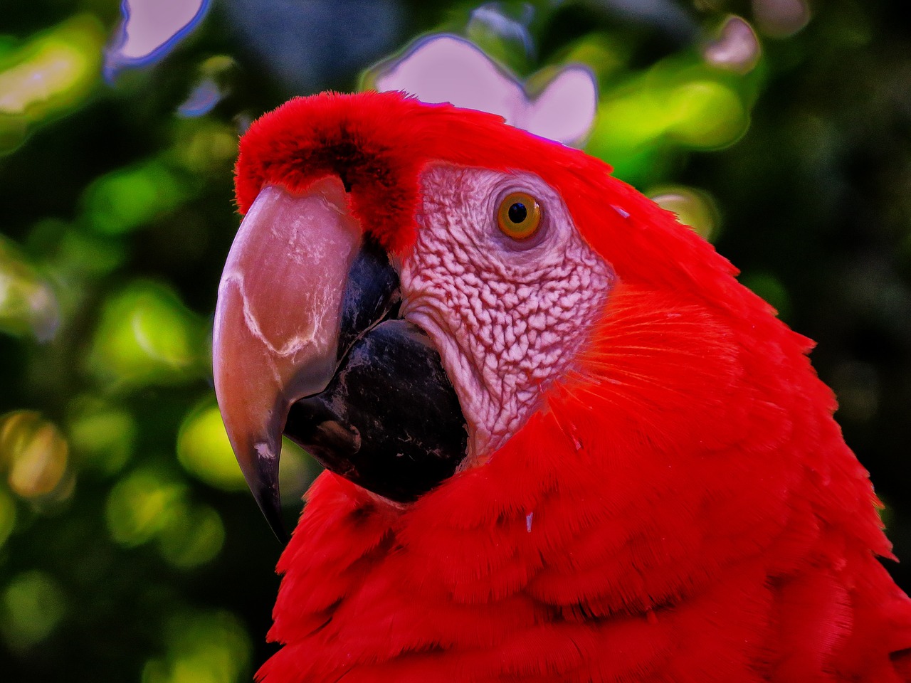 parrot red nature free photo
