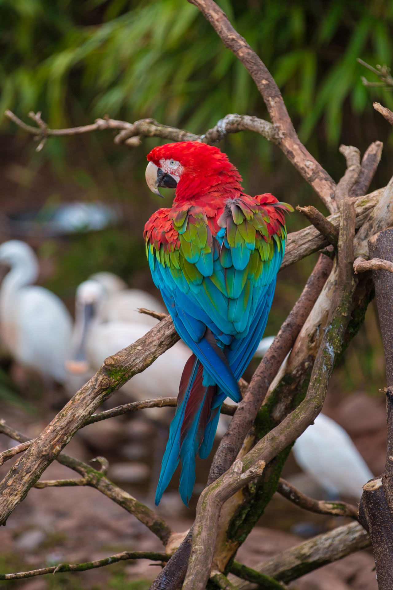 parrot red bird free photo