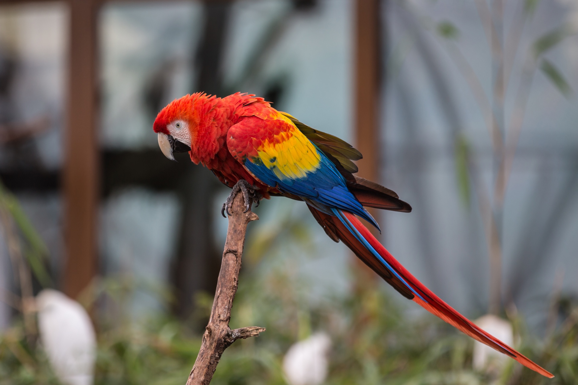 parrot red bird free photo