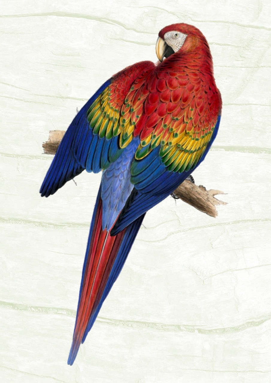 parrot vintage colorful free photo