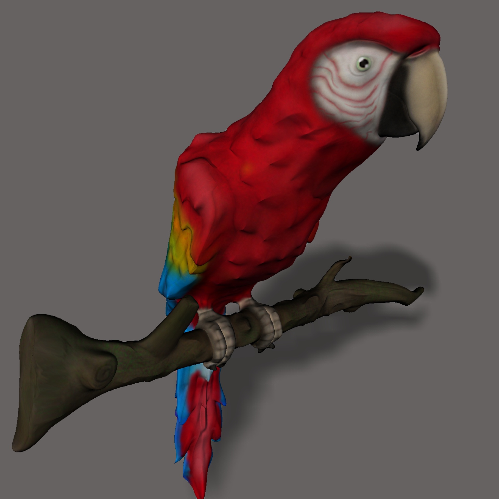 bird color parrot free photo