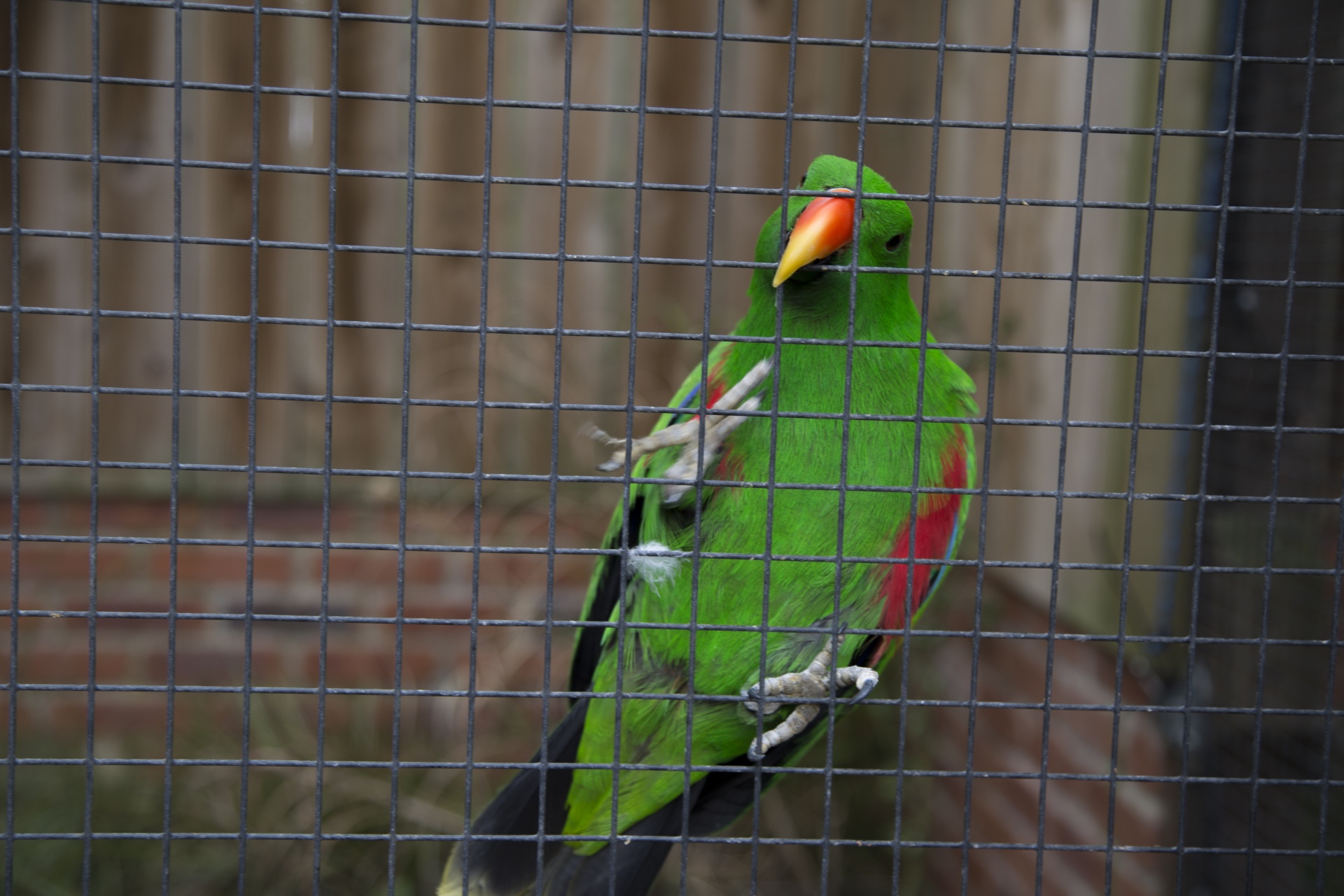 green parrot cage free photo