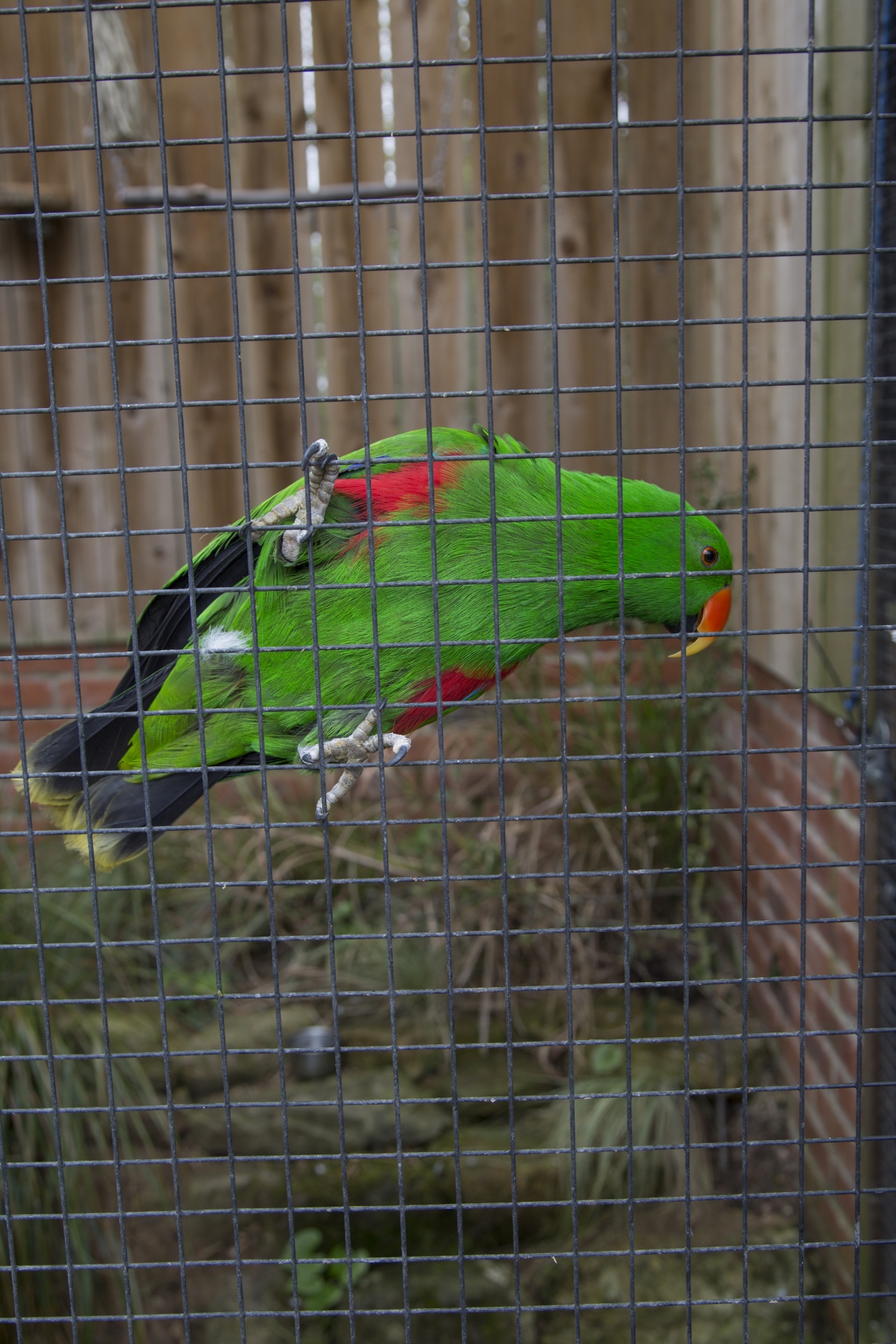 green parrot cage free photo