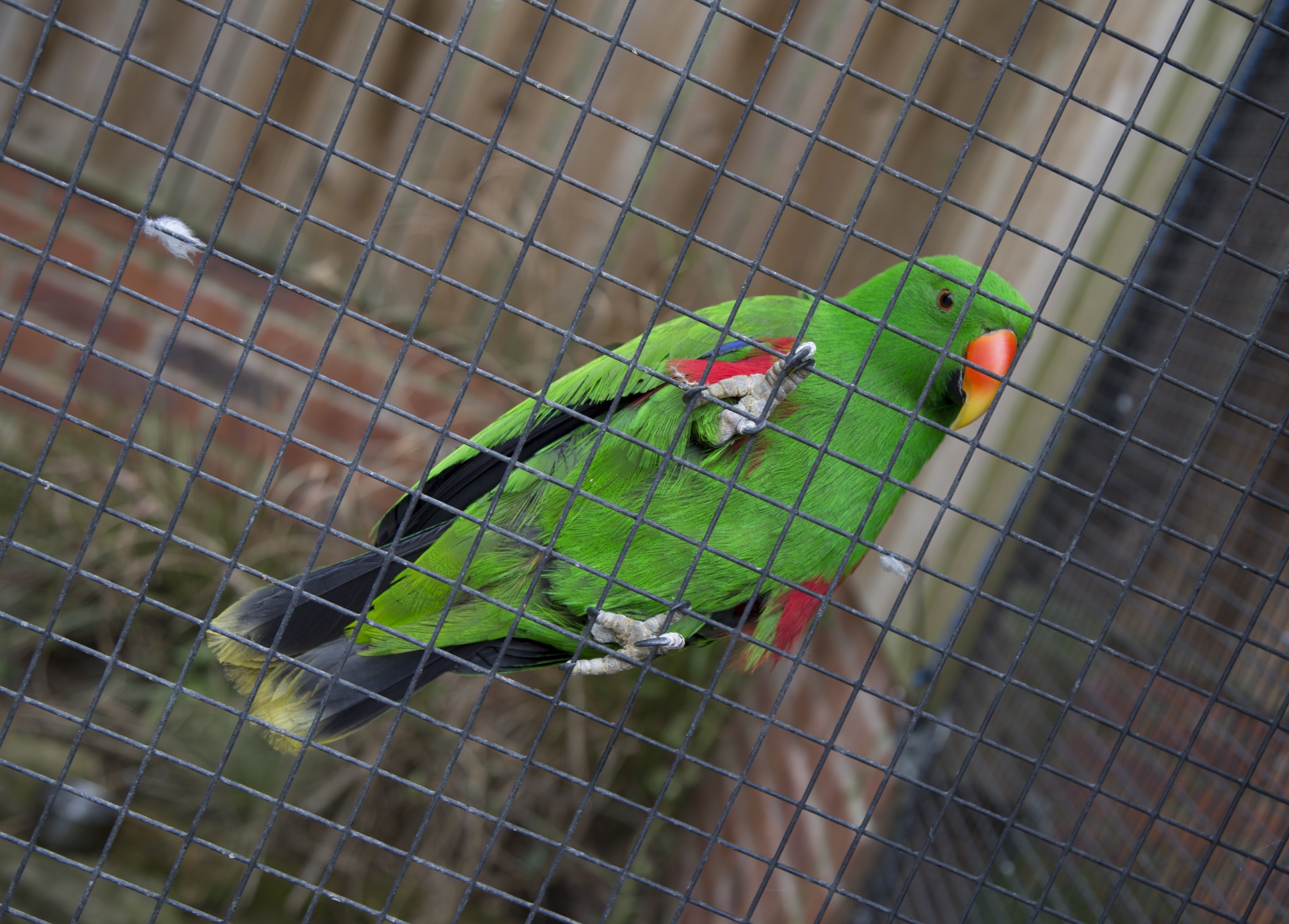 green parrot cage free photo