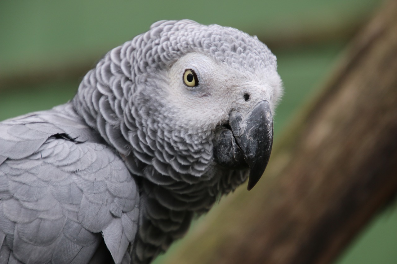 parrot ara bird free photo