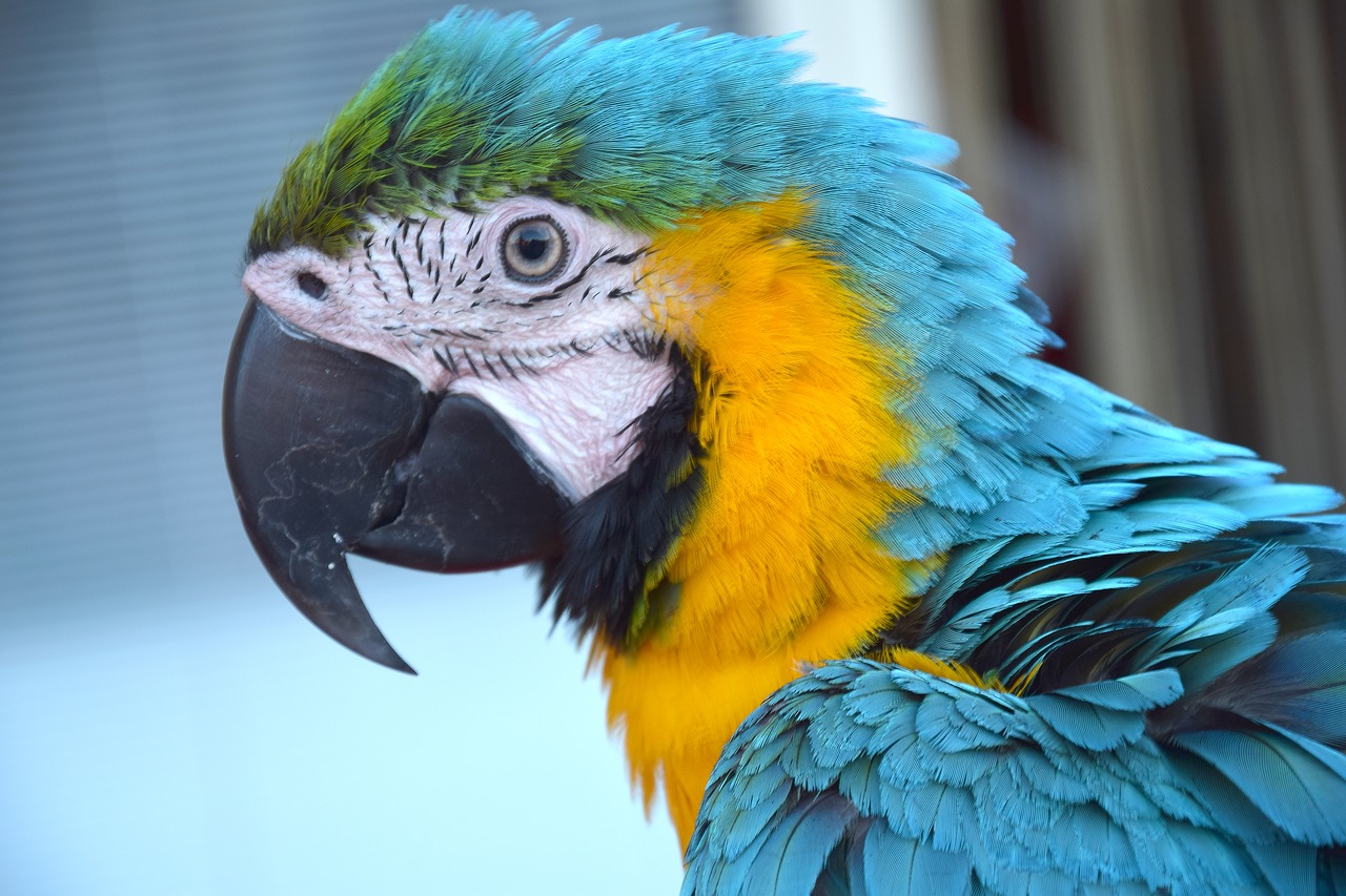 parrot colorful parrot bird free photo