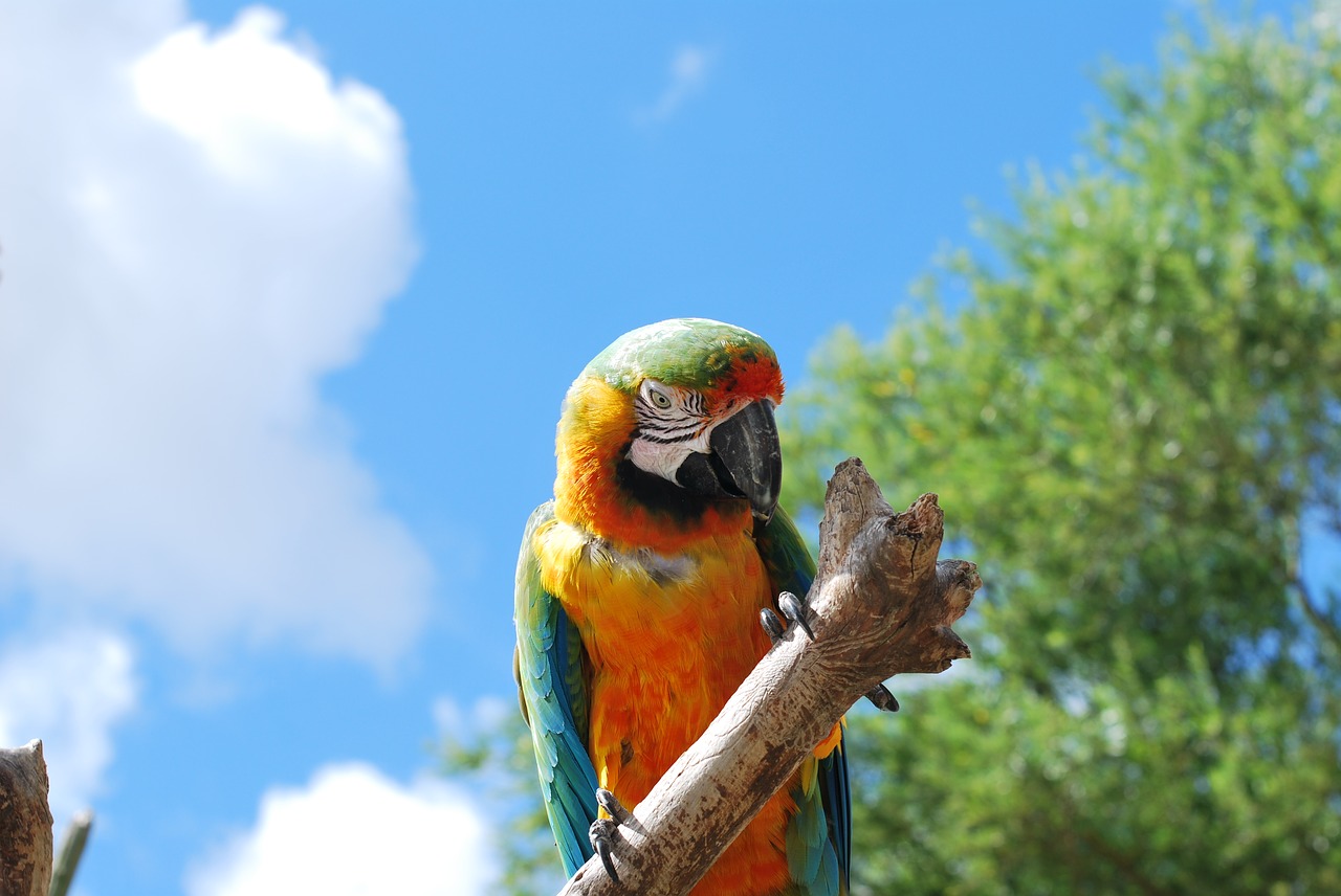 parrot bird nature free photo