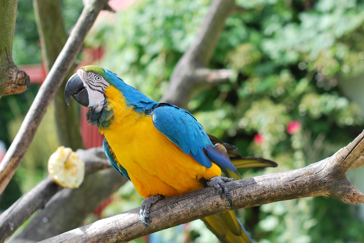 parrot bird nature free photo