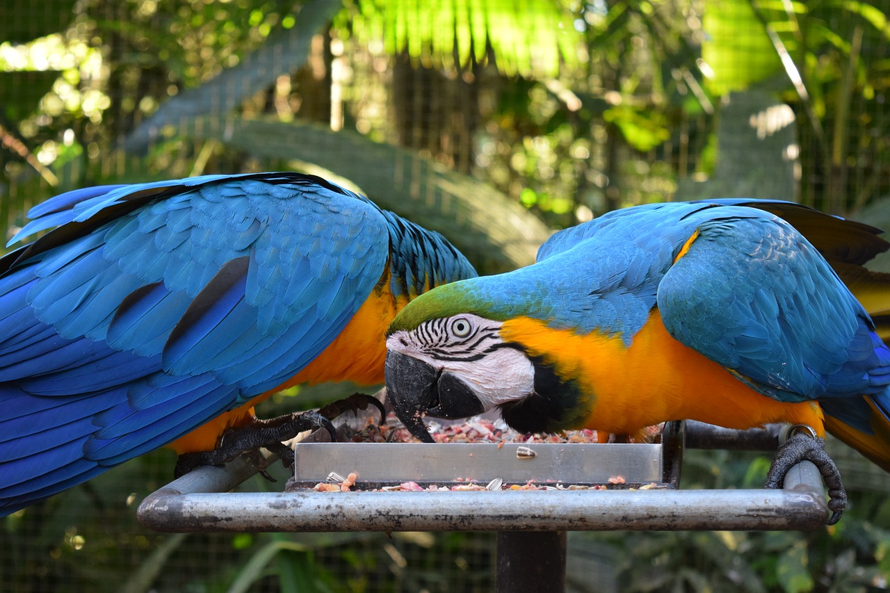 parrot bird animals free photo