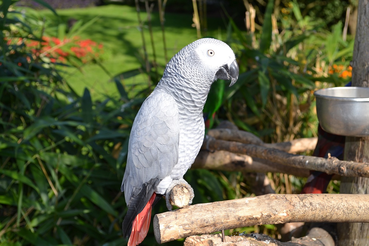 parrot graupapgei bird free photo