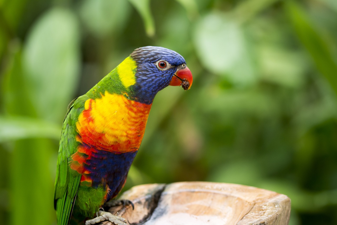 parrot bird nature free photo