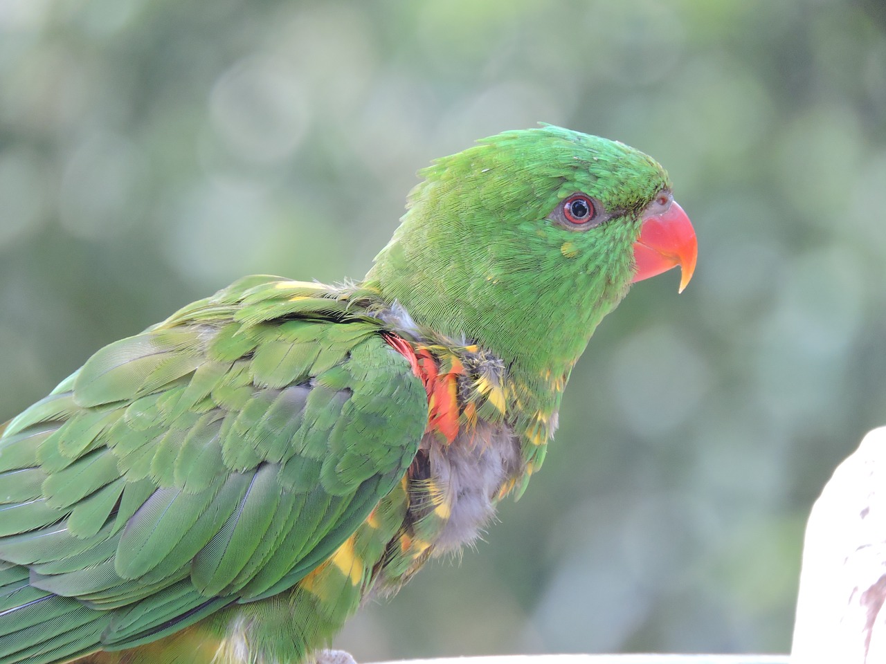 parrot zoo bird free photo