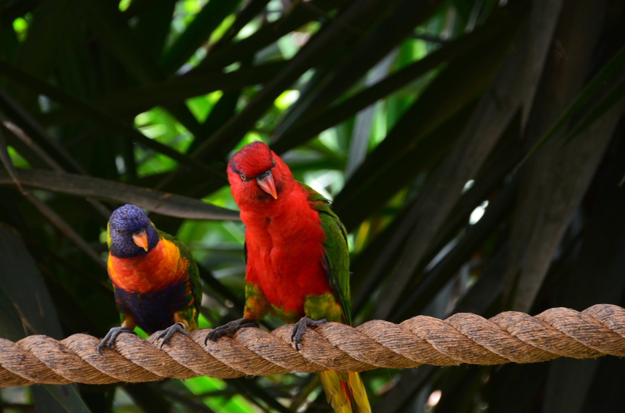 parrot bird colorful free photo