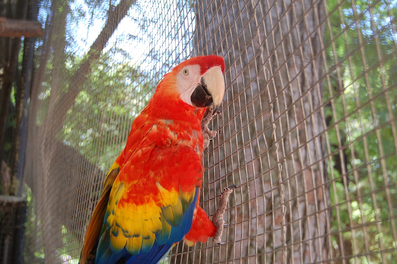 parrot ave animals free photo