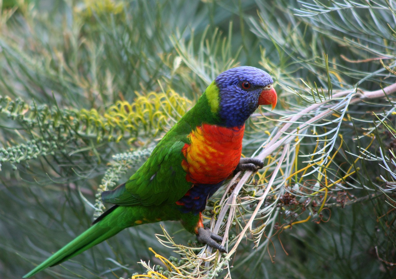 parrot bird lorikeet free photo