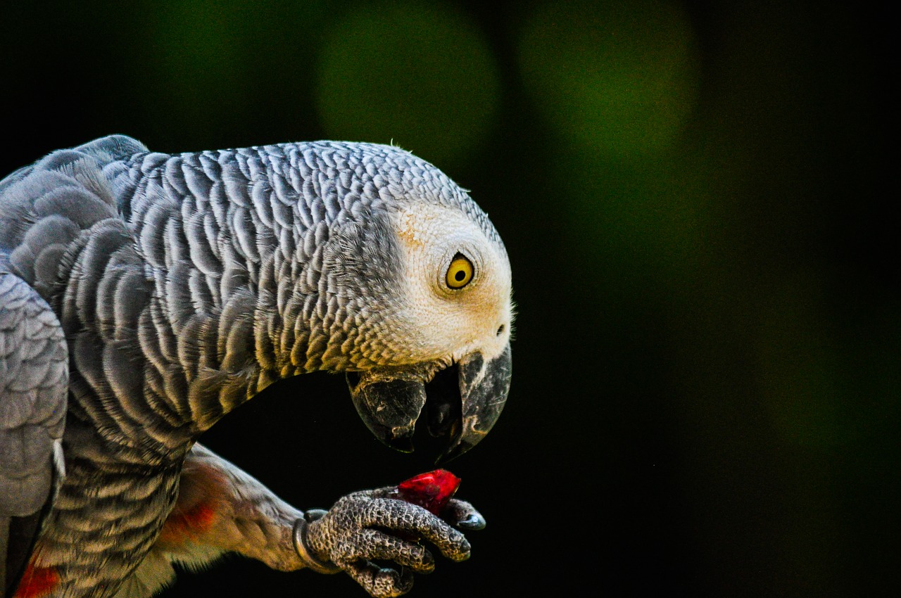 parrot bird animal free photo