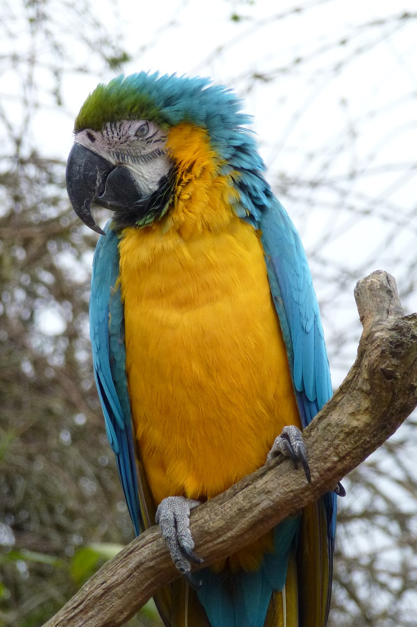 parrot colourful macaw free photo