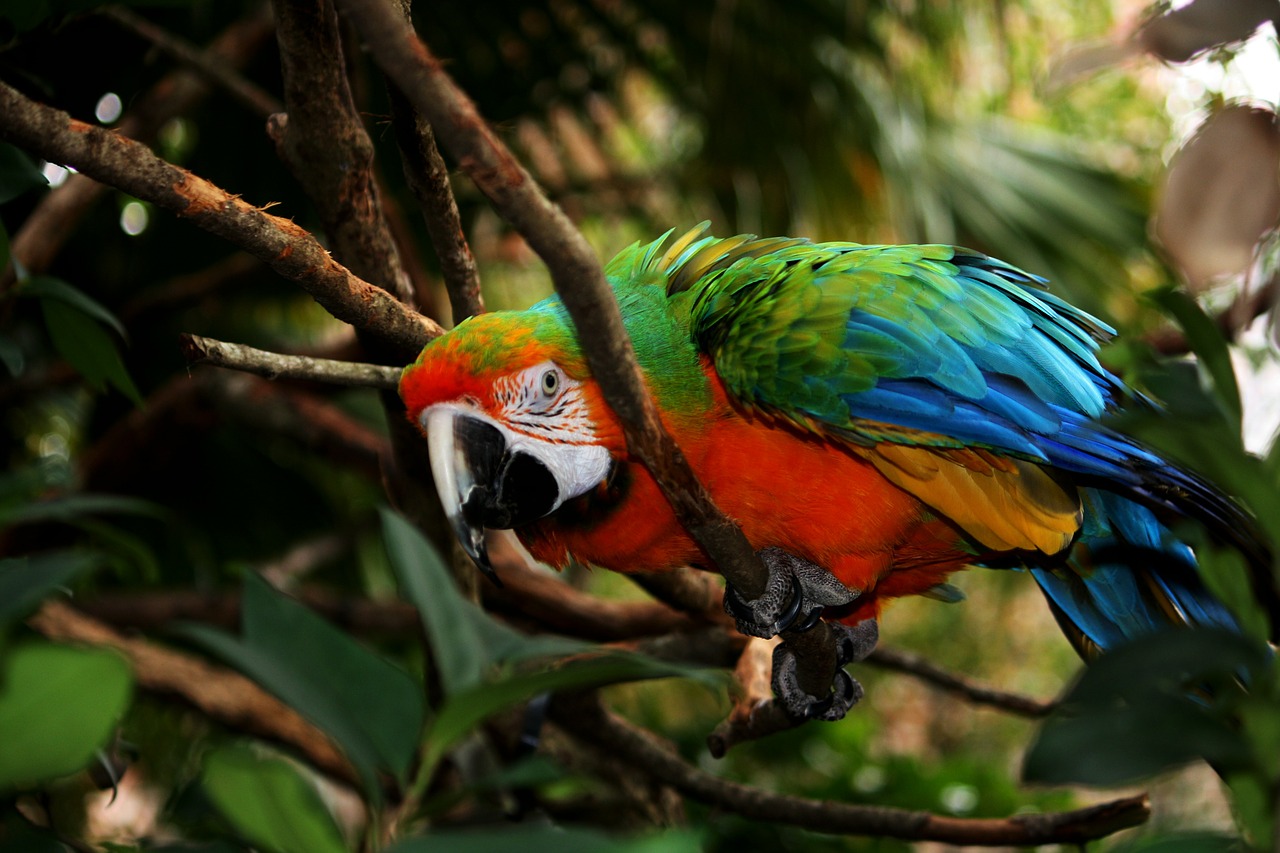parrot macaw feathers free photo