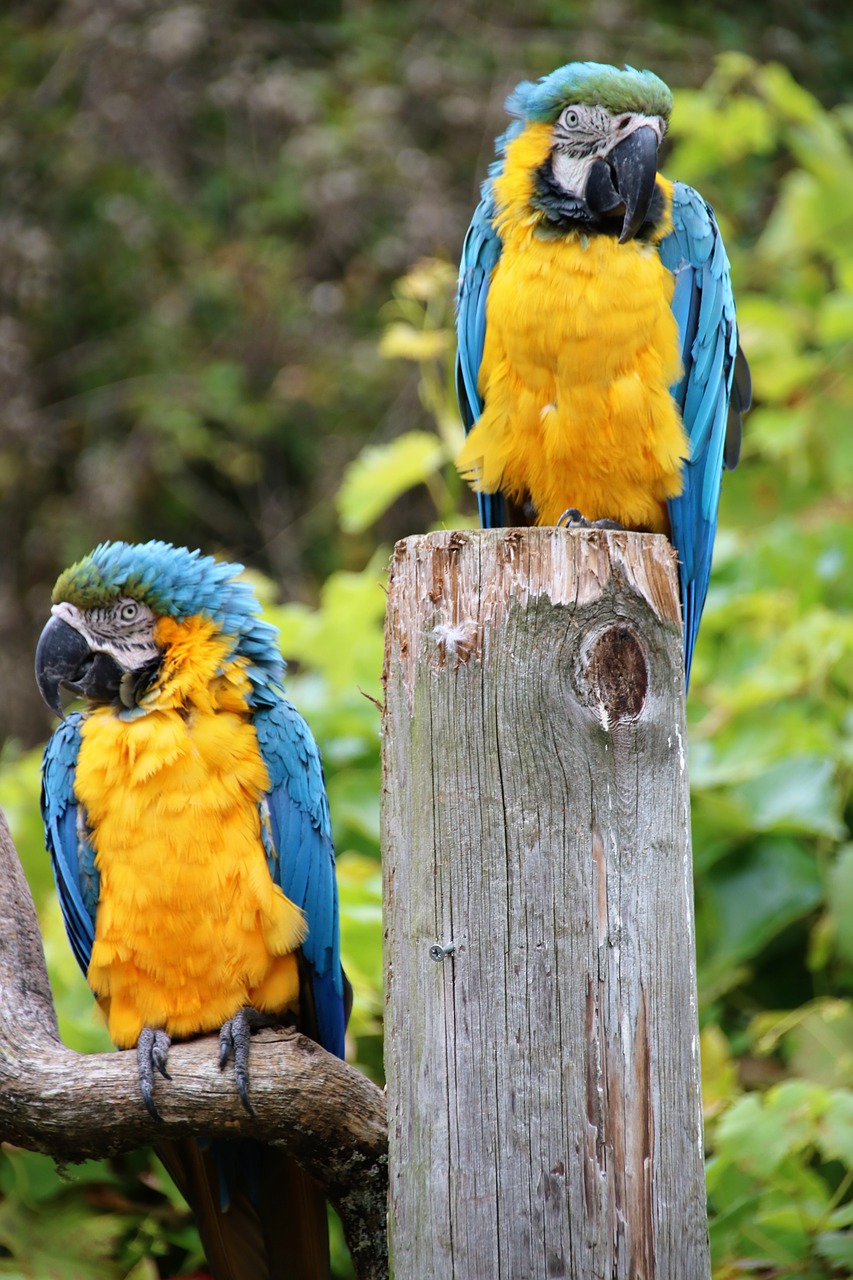 parrot macaw tropical free photo