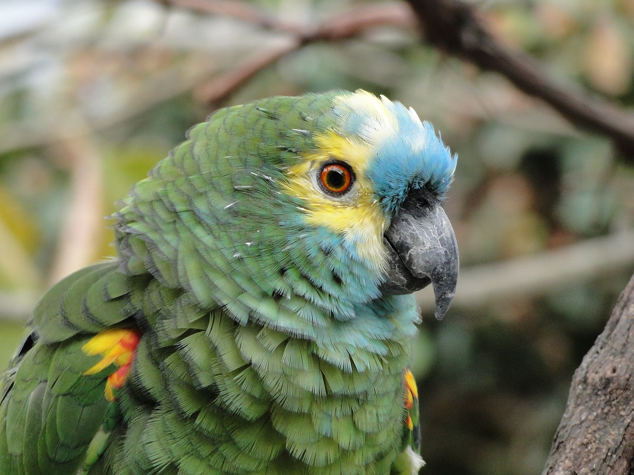 parrot animal tropical bird free photo