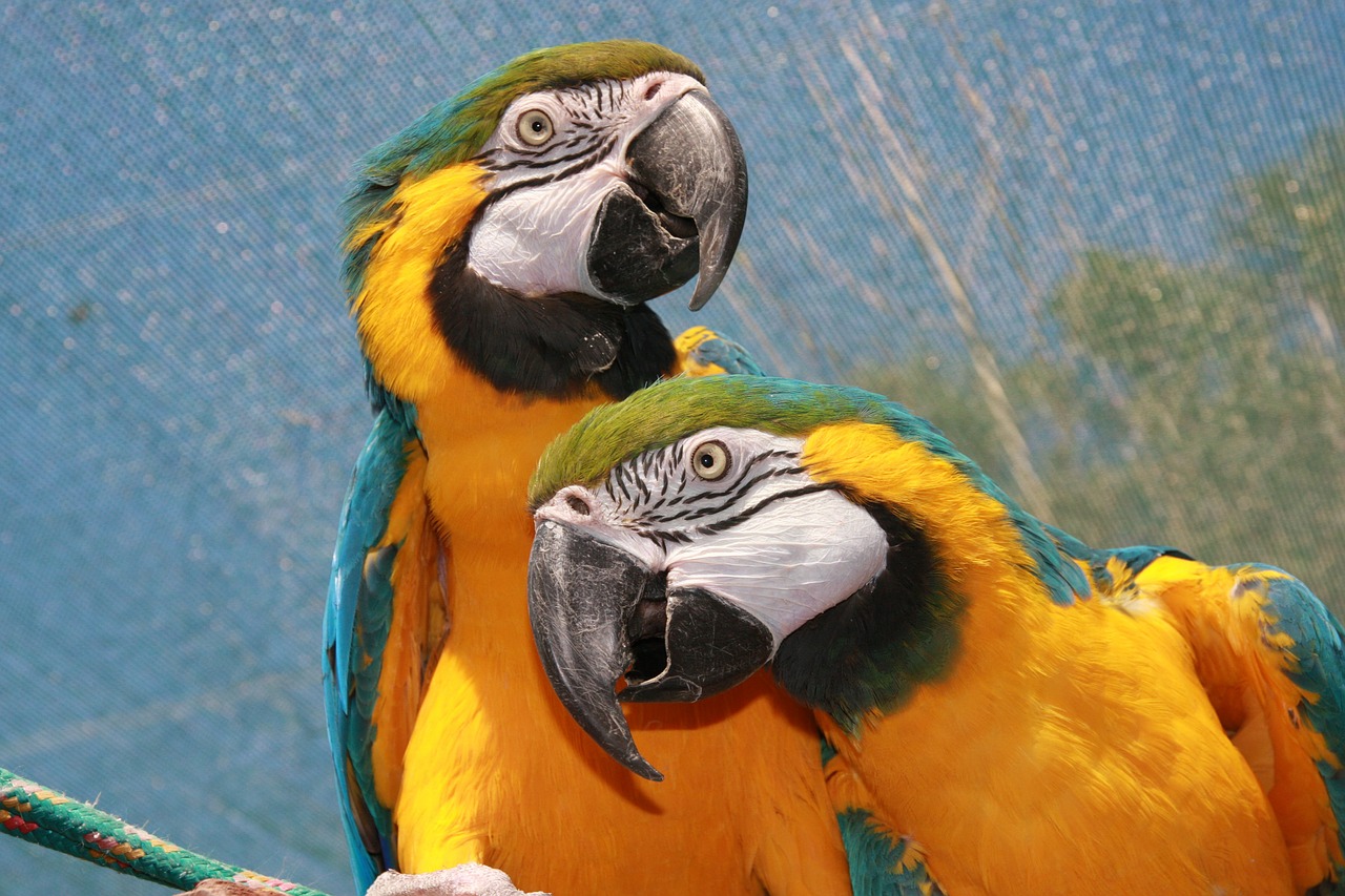 parrot yellow african parrot free photo