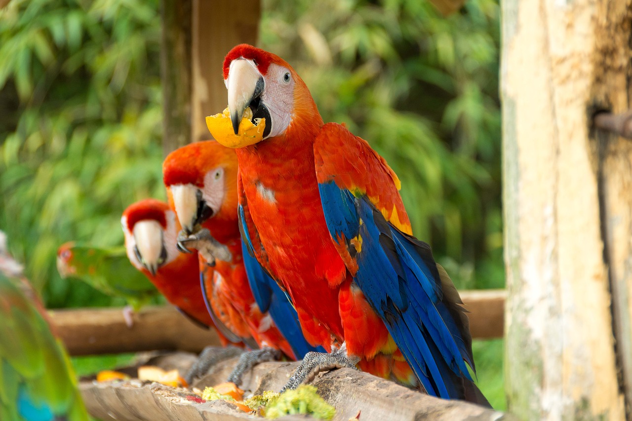parrot macaw bird free photo