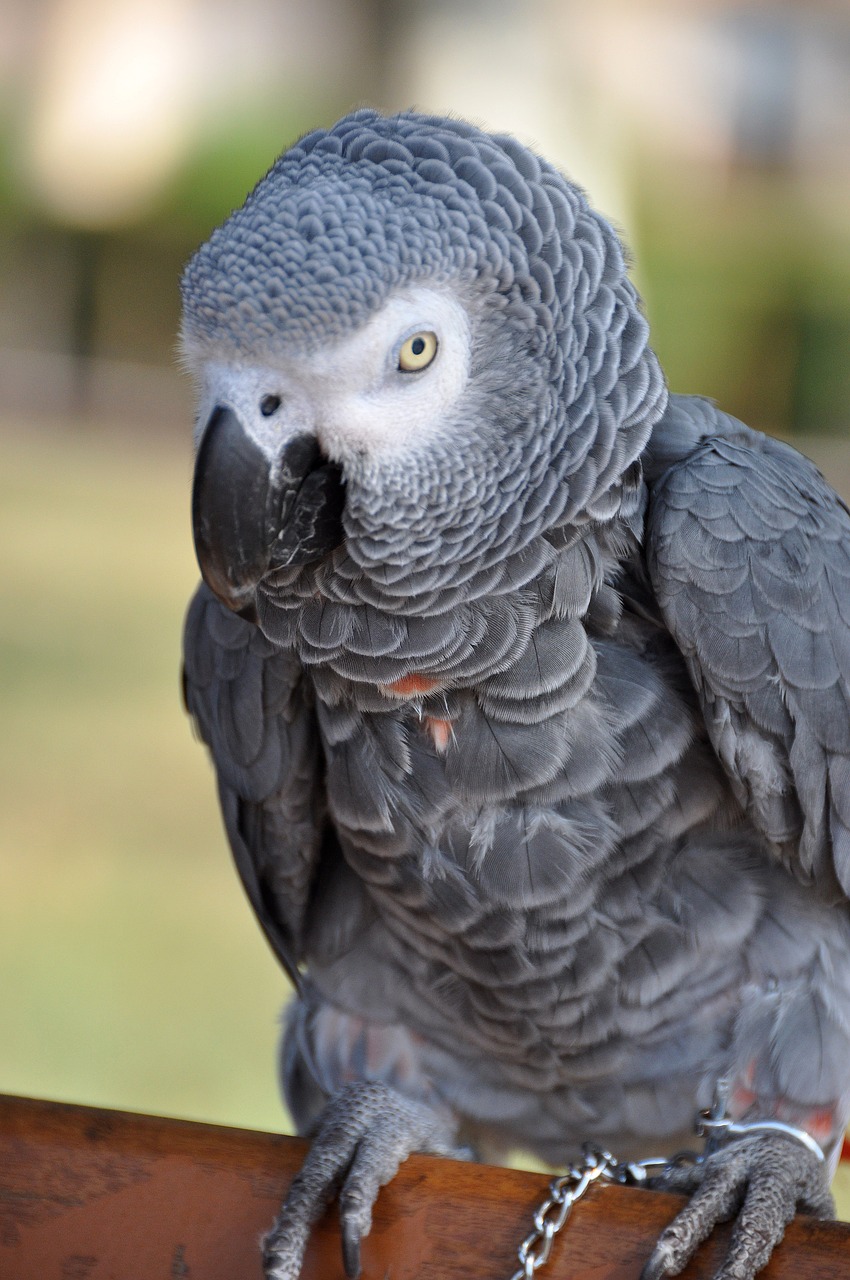 parrot grey gabon free photo