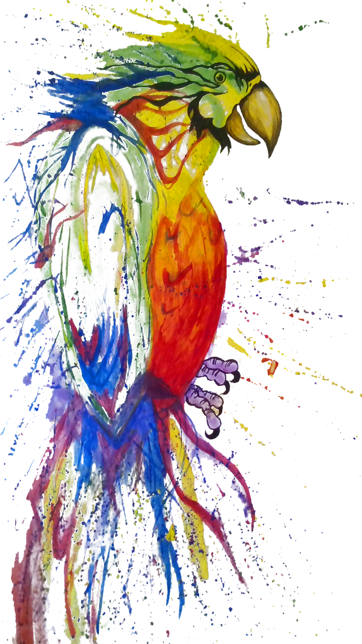 parrot drawing acrylic free photo