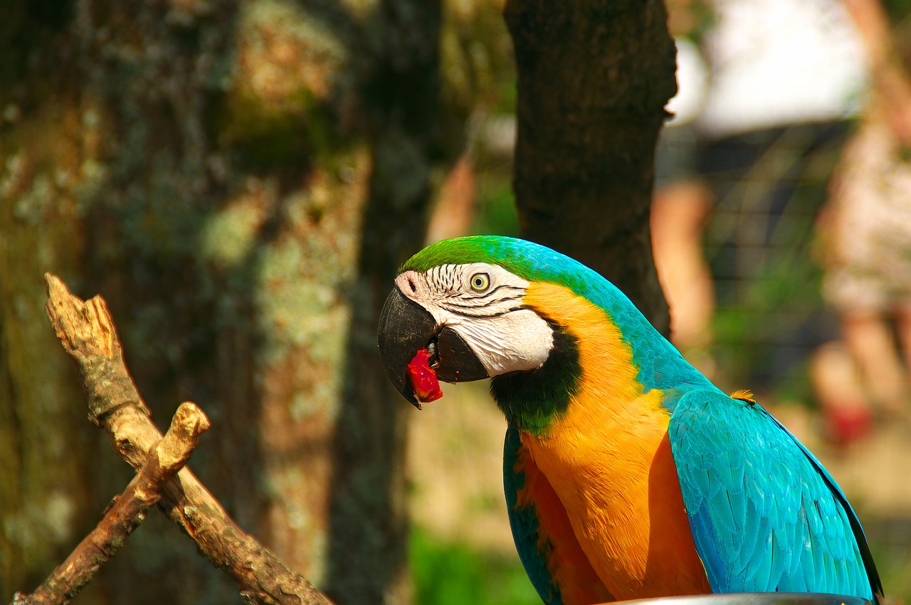 parrot zoo bird free photo