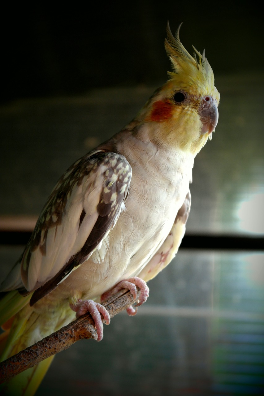 parrot captivity colored free photo