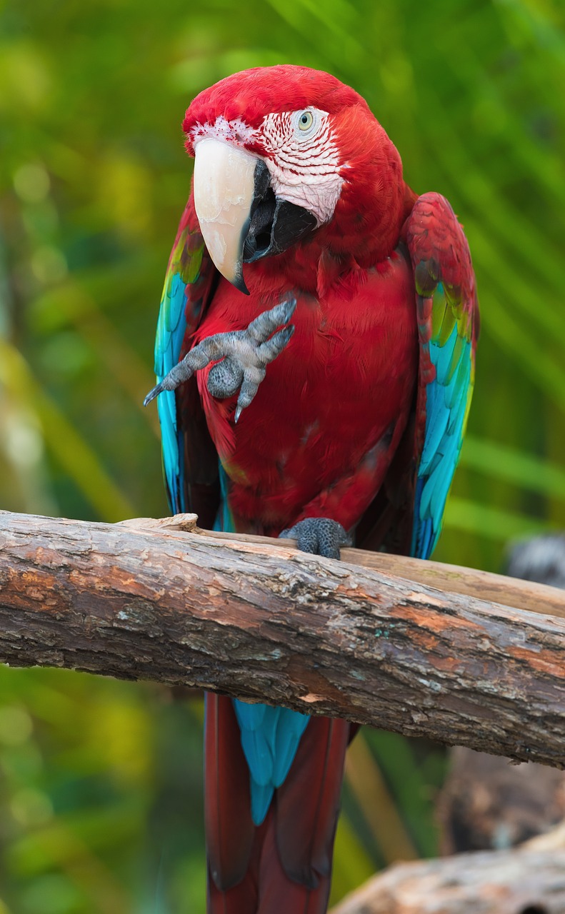 parrot bird colors free photo