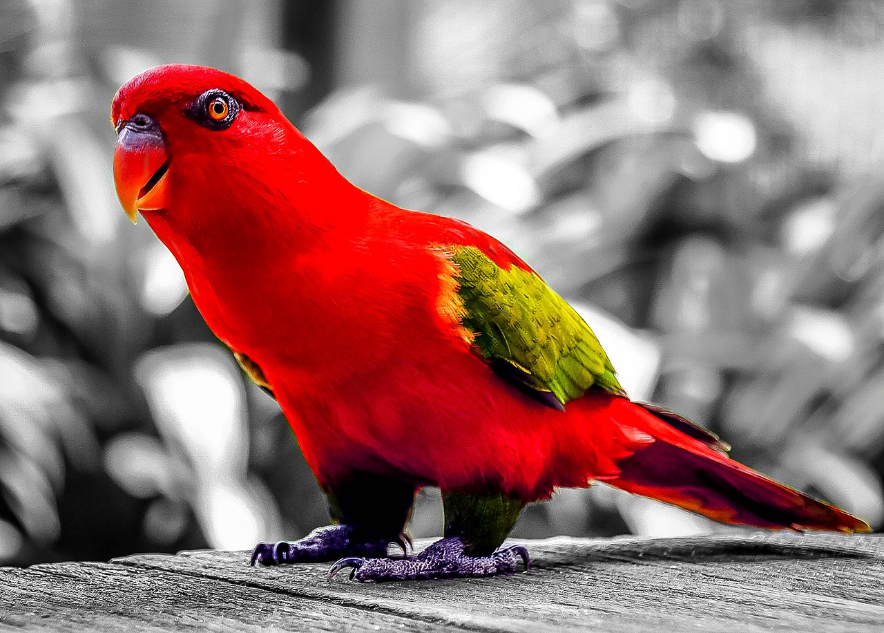 parrot red bird free photo