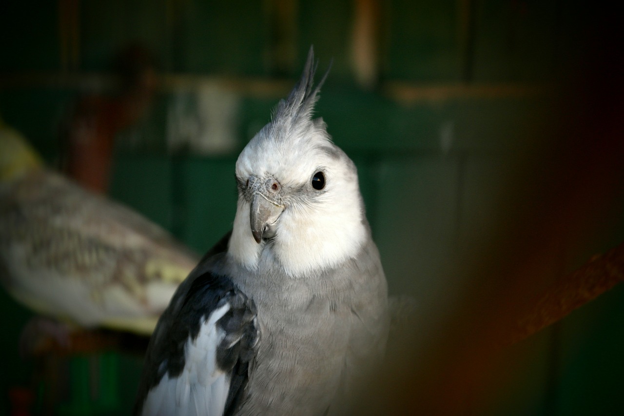 parrot pet coloring free photo