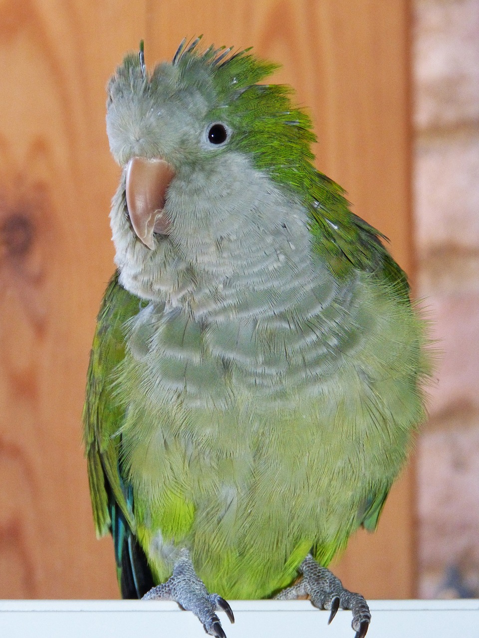 parrot argentina cotorra pet free photo