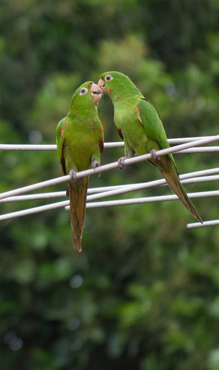 parrot plumage nature free photo