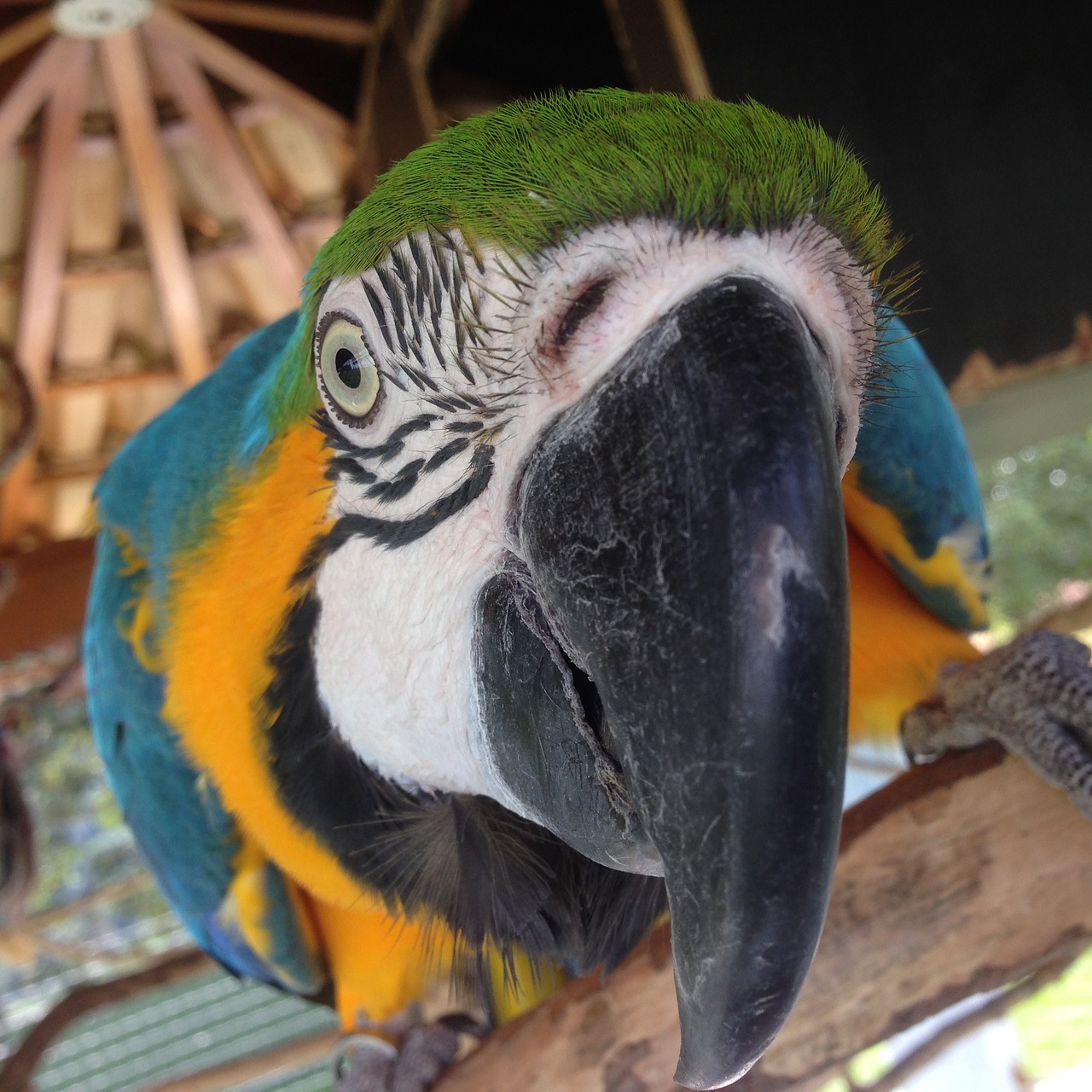 parrot arara bird free photo