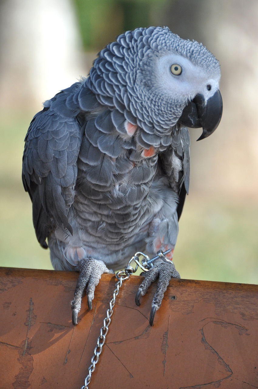 parrot grey gabon free photo