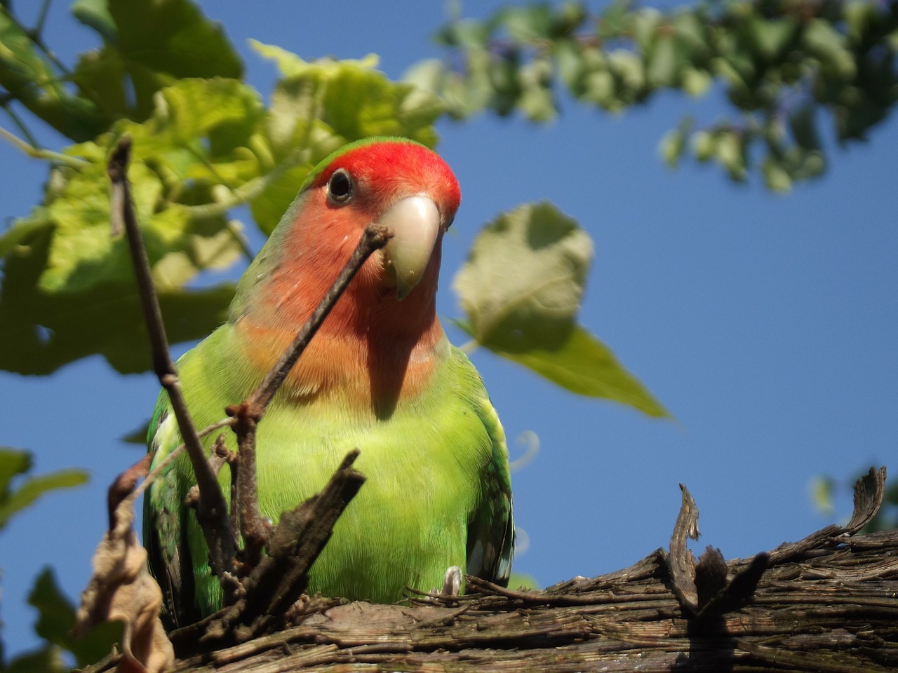 parrot bird lovebird free photo