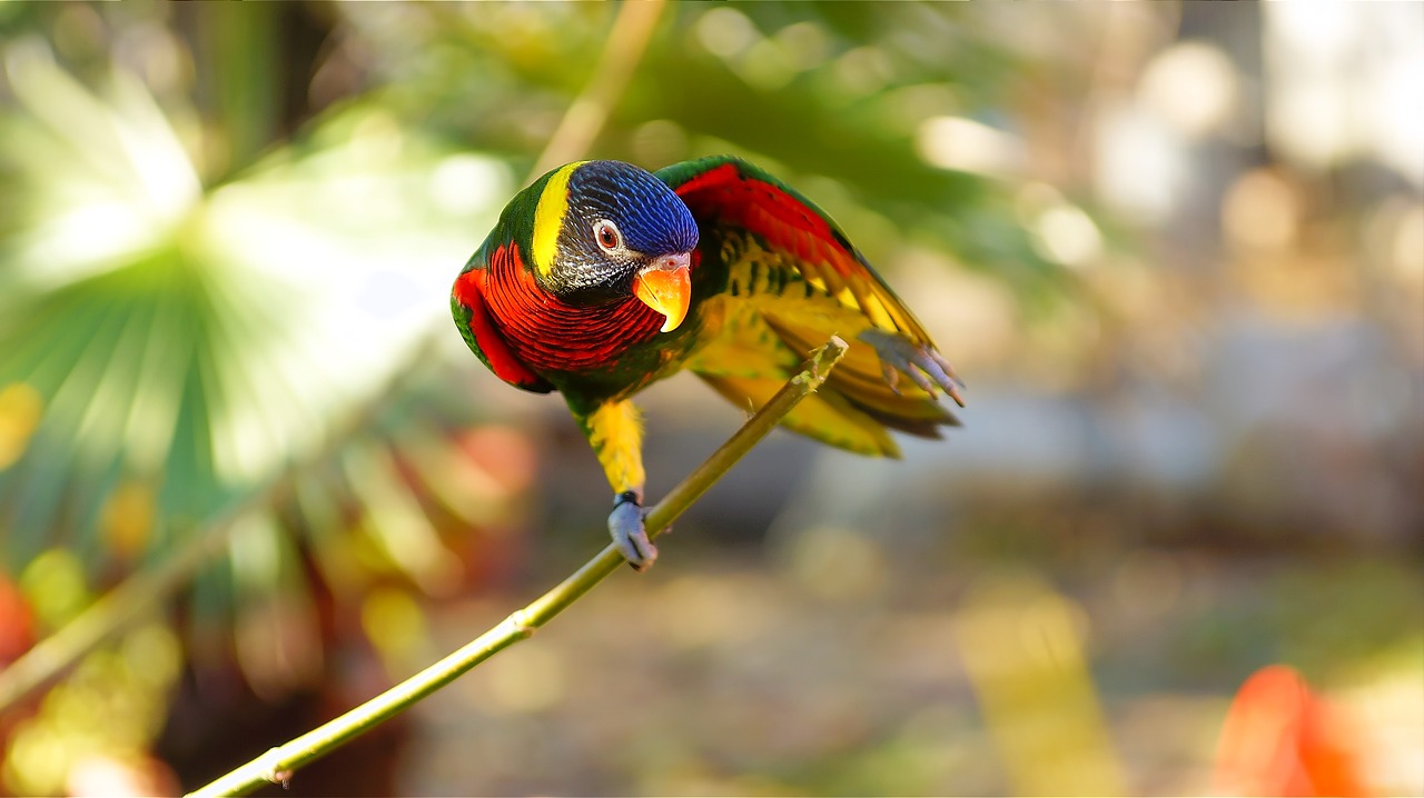 parrot bird feather free photo