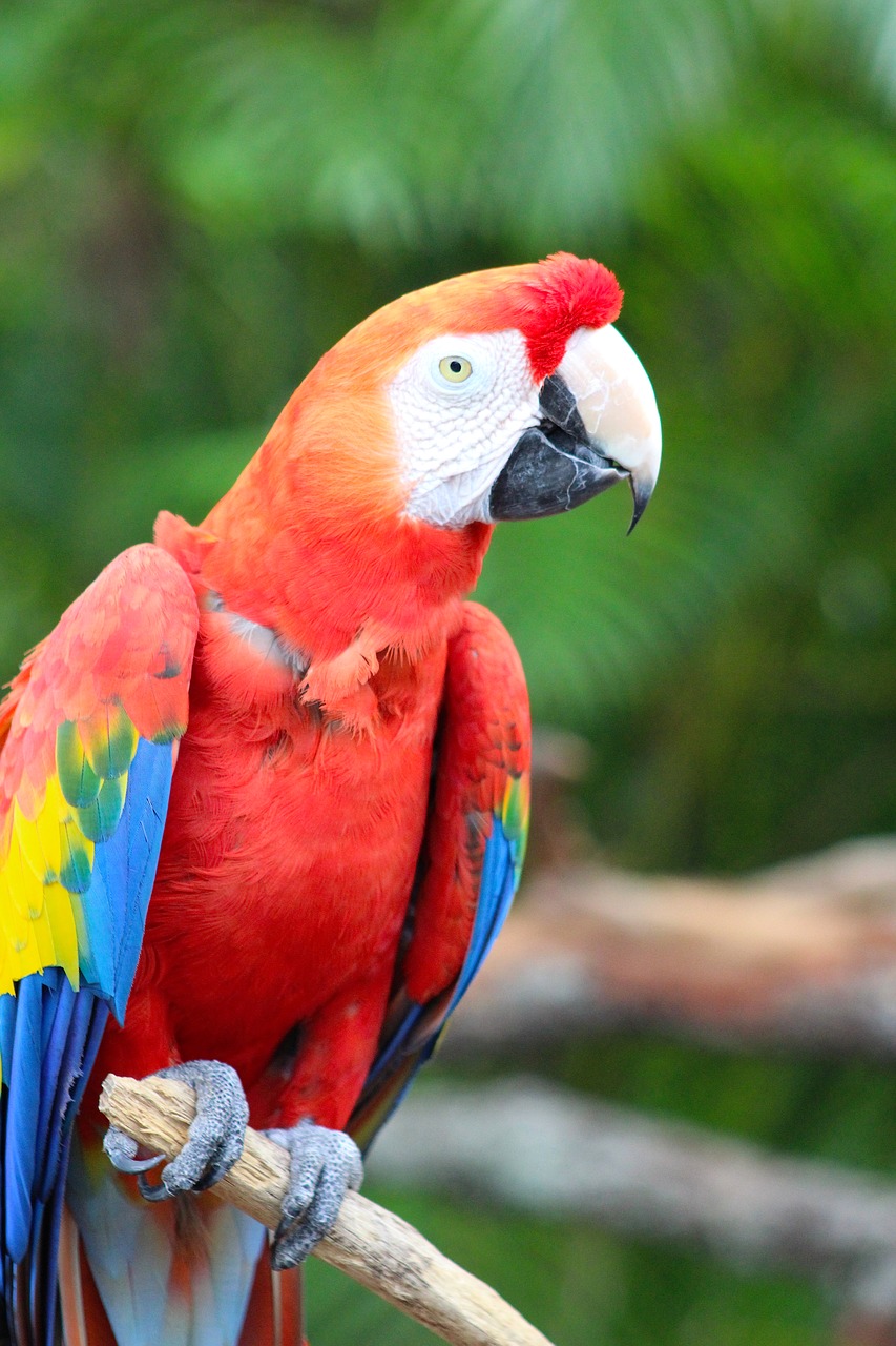 parrot macaw bird free photo